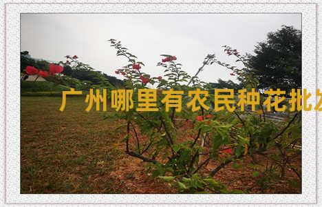 广州哪里有农民种花批发
