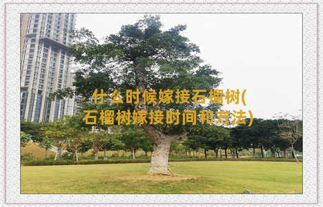 什么时候嫁接石榴树(石榴树嫁接时间和方法)