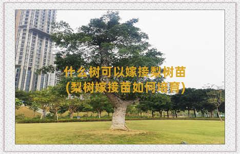 什么树可以嫁接梨树苗(梨树嫁接苗如何培育)