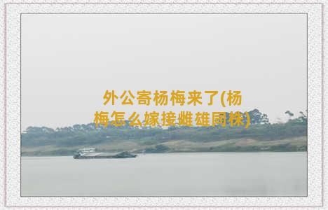 外公寄杨梅来了(杨梅怎么嫁接雌雄同株)