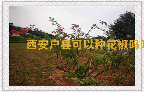 西安户县可以种花椒吗吗