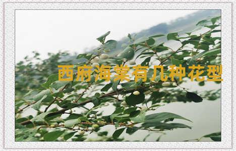西府海棠有几种花型